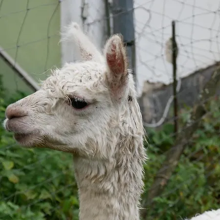 Kraeuterbaude Guest house