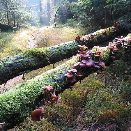 Kraeuterbaude Saupsdorf