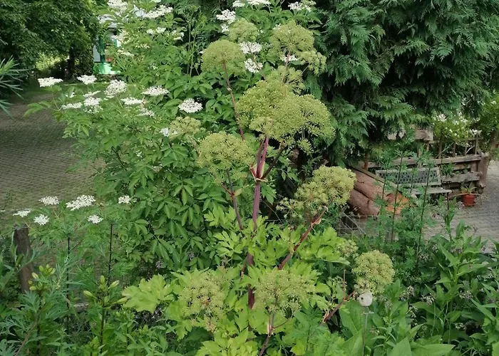 Kraeuterbaude Saupsdorf