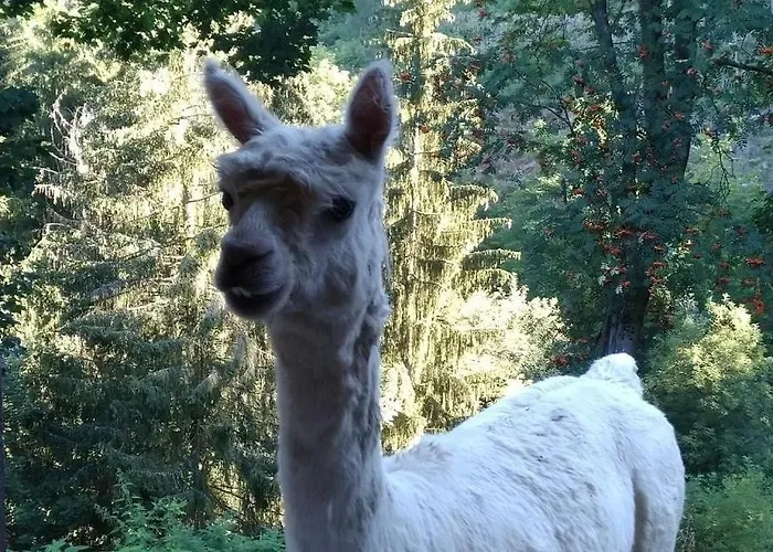 Kraeuterbaude Pensionat 3*