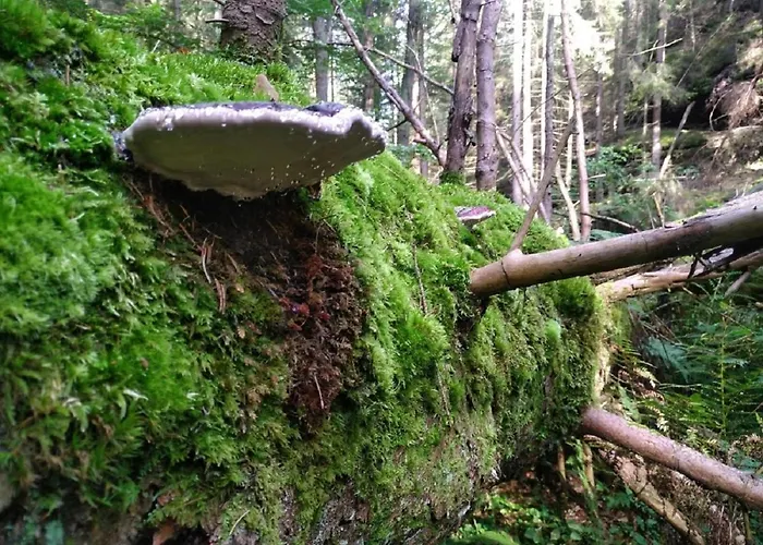 Pensionat Kraeuterbaude 3*