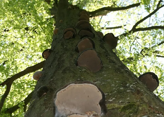 Pensionat Kraeuterbaude 3*