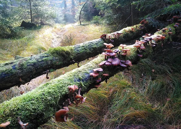 Kraeuterbaude Saupsdorf