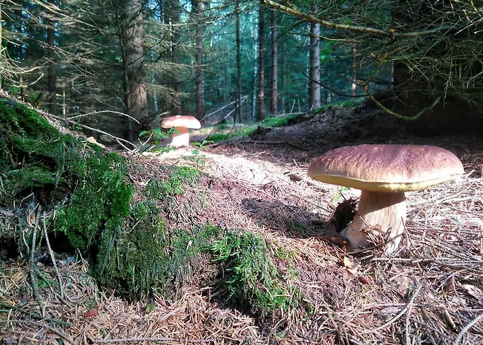 Kraeuterbaude Pensionat Saupsdorf