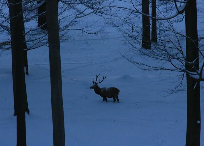 Kraeuterbaude 3* Saupsdorf